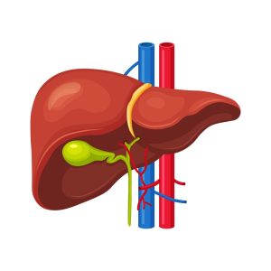 biliary and pancreatic systems
